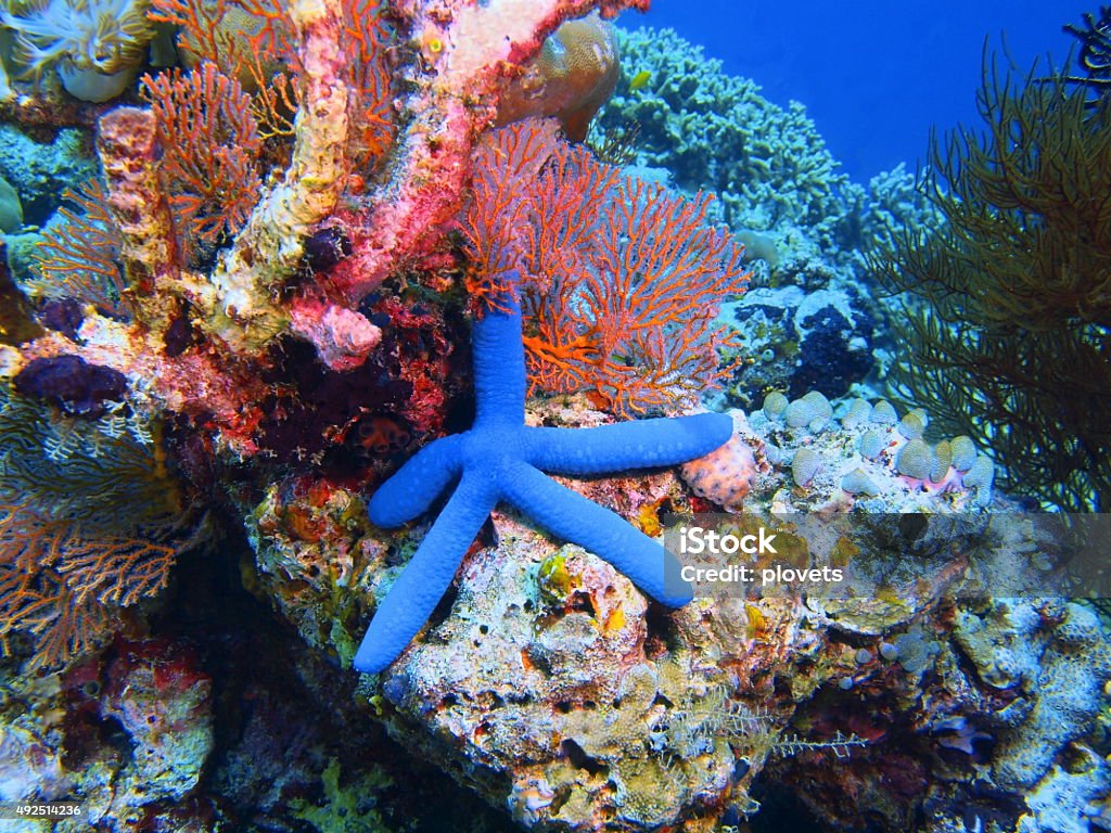 Coral Reef Conservation